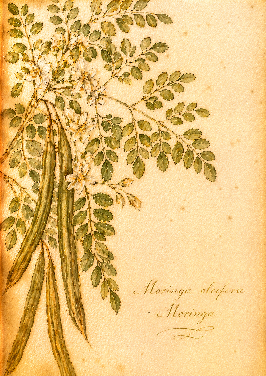 Moringa oleifera &mdash; Moringa botanical illustration